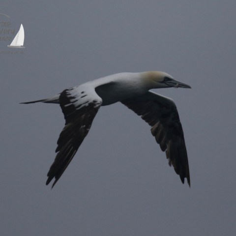 gannet