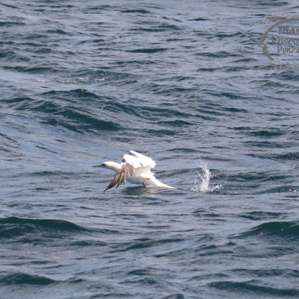 gannet