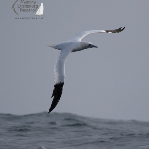 gannet