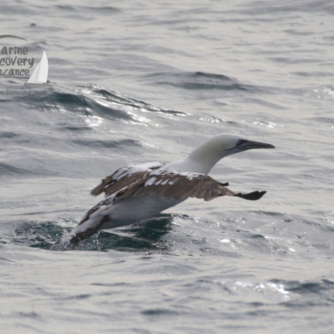 A gannet taking off