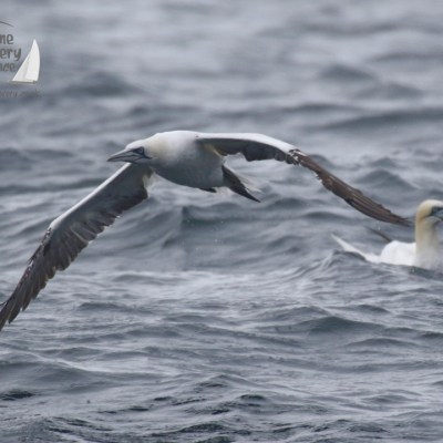 gannets