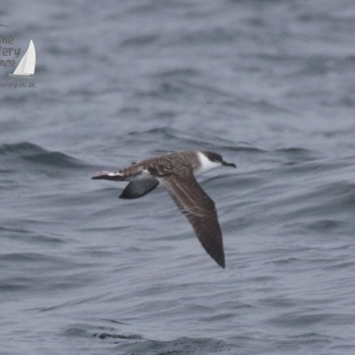 great shearwater