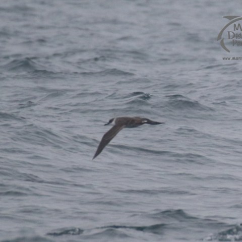 great shearwater