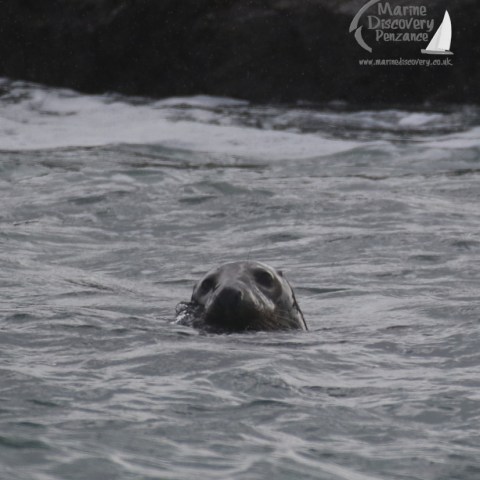 grey seal