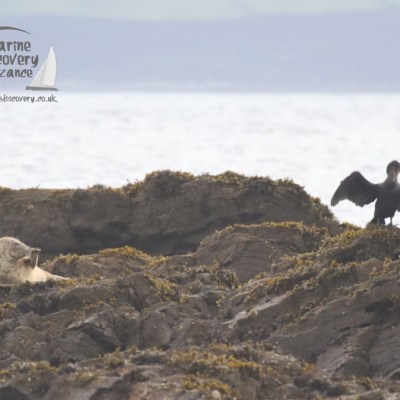 grey seal and cormorant