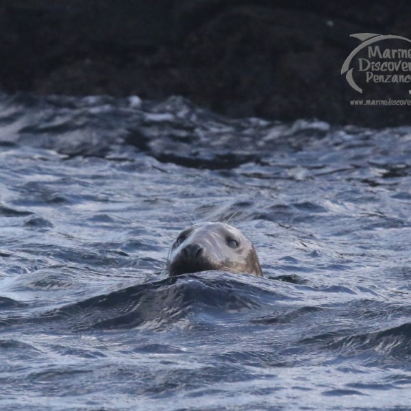 grey seal