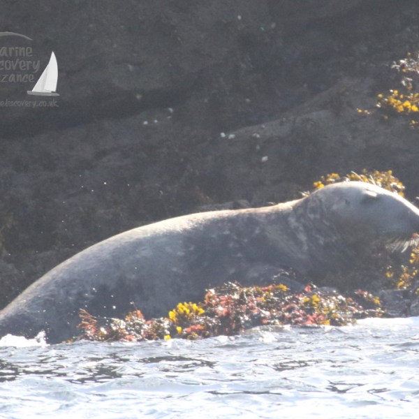grey seal