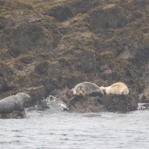 grey seals