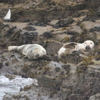 a seal on a rocky hill