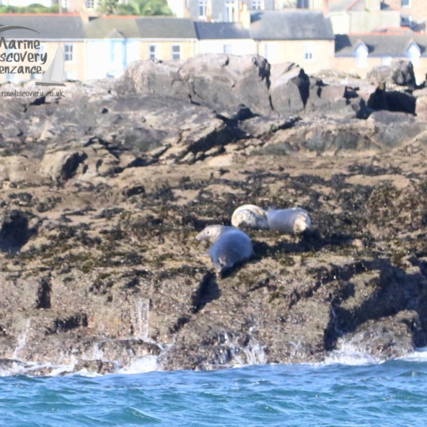 grey seals