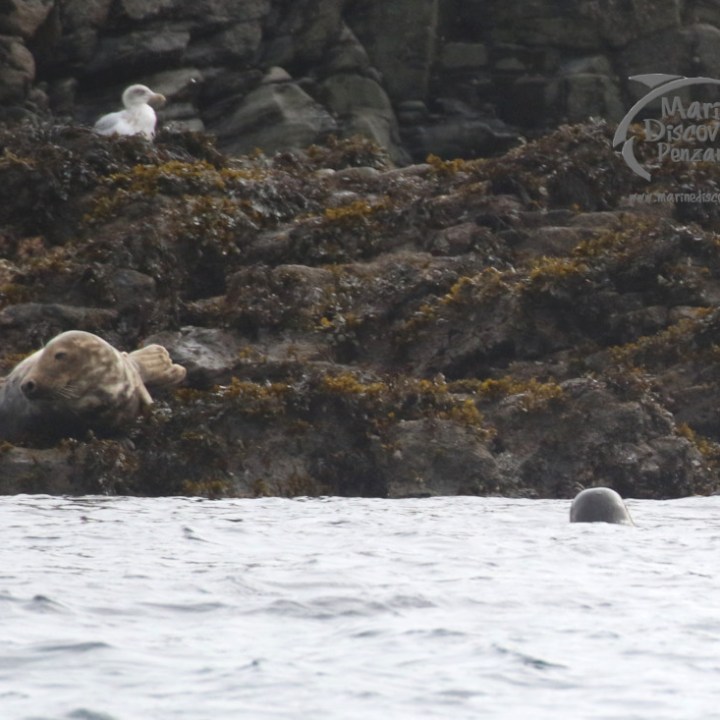 Grey seals resting on the rocks