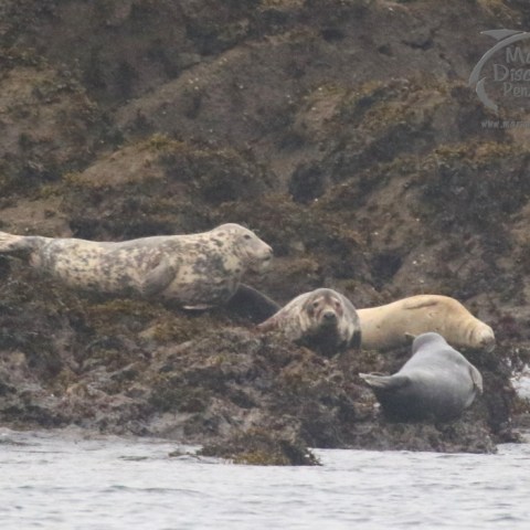 grey seals