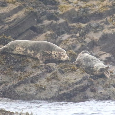 grey seals