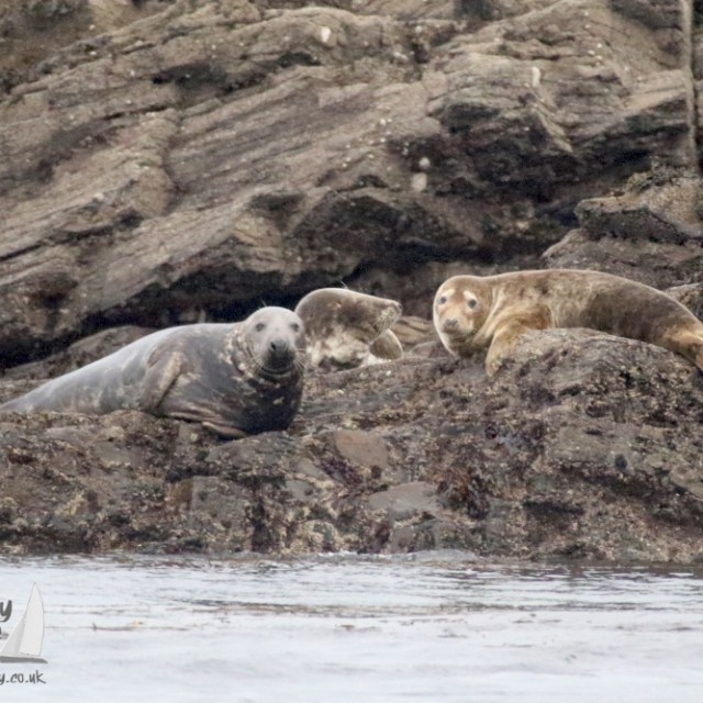 Grey seals resting on the rocks