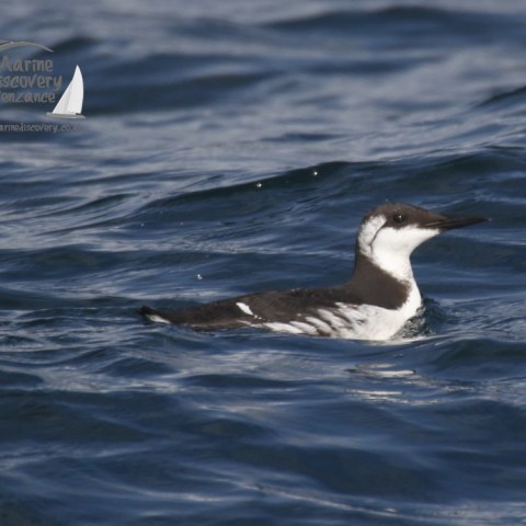 guillemot
