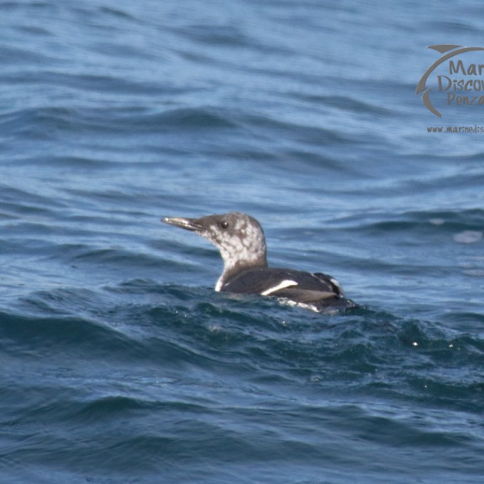 A guillemot