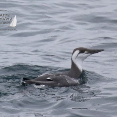 guillemot