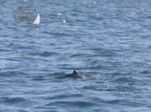 harbour porpoise
