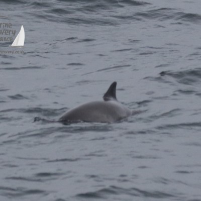 harbour porpoise