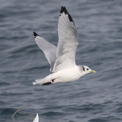 kittiwake