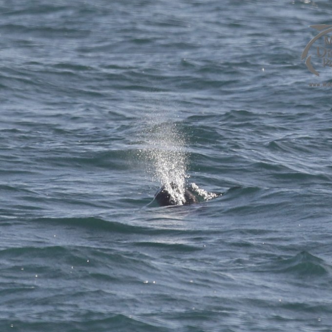 Explosive vapour as a harbour porpoise surfaces.