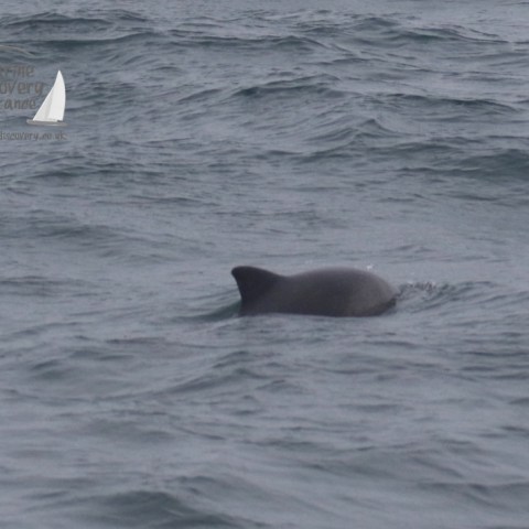 porpoise