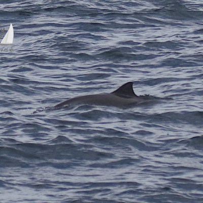 harbour porpoise