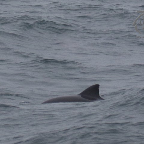 porpoise