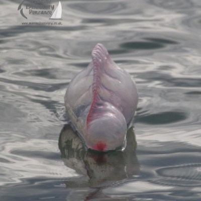 portuguese man of war