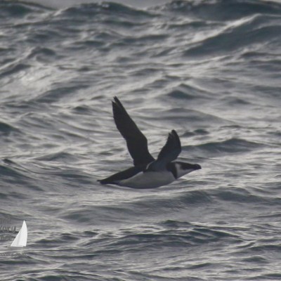 razorbill