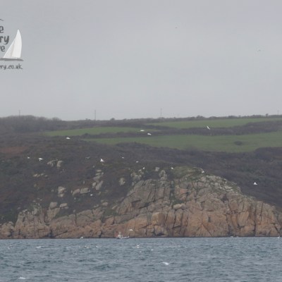 gannets and coast
