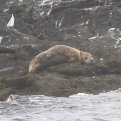 grey seal