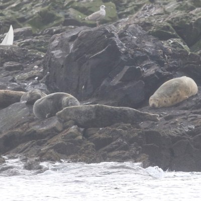 grey seals