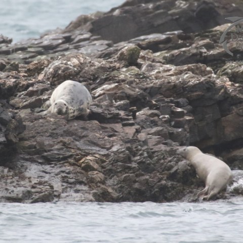 grey seals