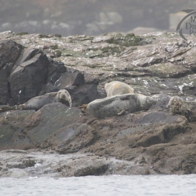grey seals