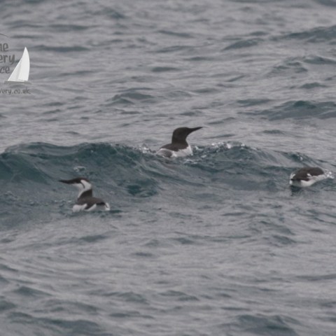 guillemots
