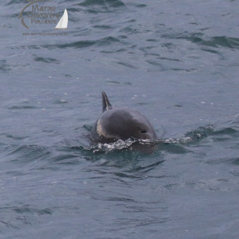 harbour porpoise
