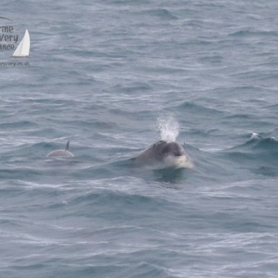 harbour porpoise