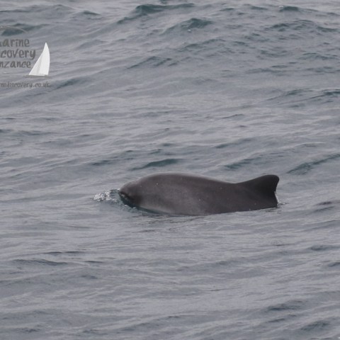 harbour porpoise