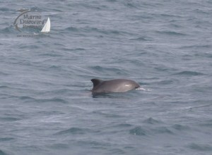 harbour porpoise