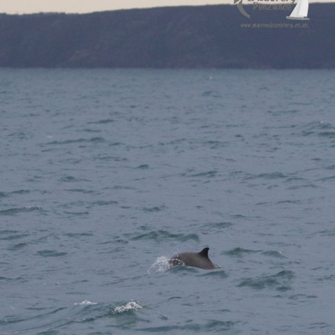 harbour porpoise