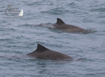 harbour porpoises