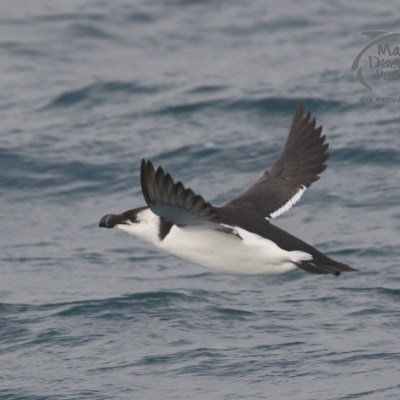 razorbill