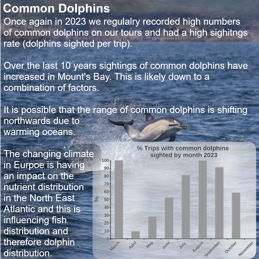 Common dolphin sightings have become increasingly consistent over the last 10 years. This does not necessarily mean there are more common dolphins. It is more likely to be due to shift in their distribution due to changes in food availability. It appears there has been an inshore and northwards shift of this species. The distribution change is probably due to the changing climate across Europe and warming seas both of which have an impact on plankton distributions. Plankton is at the base of the food chain and controls the distribution of the fish the common dolphins feed on.