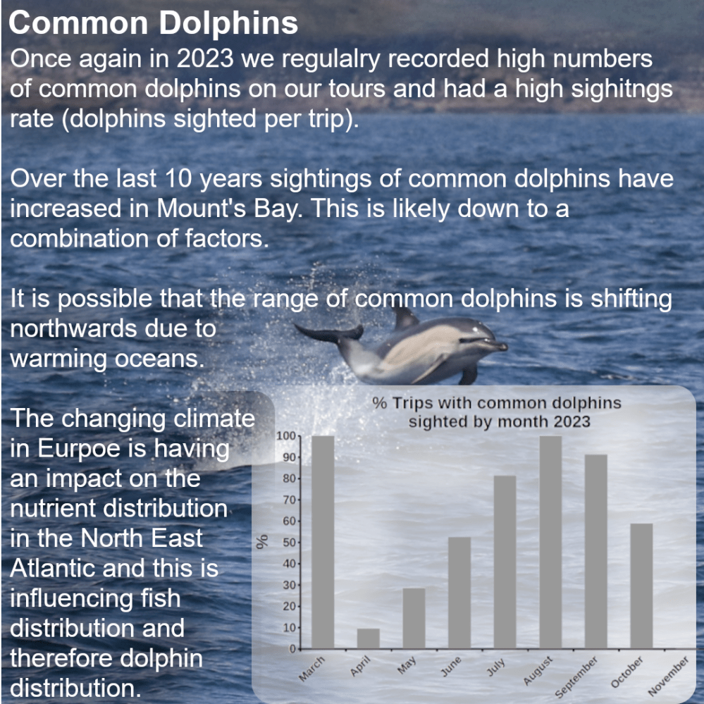 Sightings Summary For 2023 Marinediscovery sightings-summary-for-2023-marinediscovery