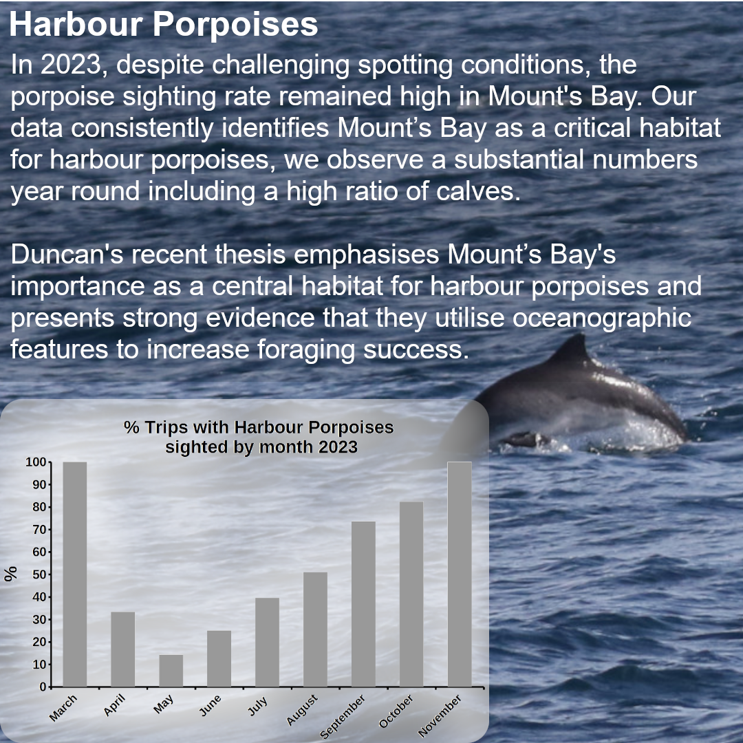 Mount?s Bay is an important location for harbour porpoises. They occur year round and use the Bay for calving. You can see from the graph that there is a seasonality to their presence. Their numbers build through the Summer and Autumn and are generally lower in the spring. This could be because they are feeding in larger groups in the Summer and Autumn and are therefore easier to detect. In the spring they might be foraging and travelling in smaller groups making them harder to detect. It is likely that Mount?s Bay forms the core of their wider range so it could also be that they are spread across a wider range in spring time. 2023 was typically a year of higher wind speeds and choppier seas. These conditions make porpoises trickier to detect so it is impressive that we still saw them in such high numbers. Duncan completed his thesis investigating harbour porpoise distribution and how it changes across the tide cycle this year. It has taught is about how porpoises use specific oceanographic features to forage at specific time in the Bay. It is likely that the oceanographic processes[ focus plankton (fish food) and that this focuses fish and increases foraging success for porpoises.Here is a summary of his thesis - https://marinediscovery.co.uk/wp-content/uploads/sites/6533/2024/01/poster1.png