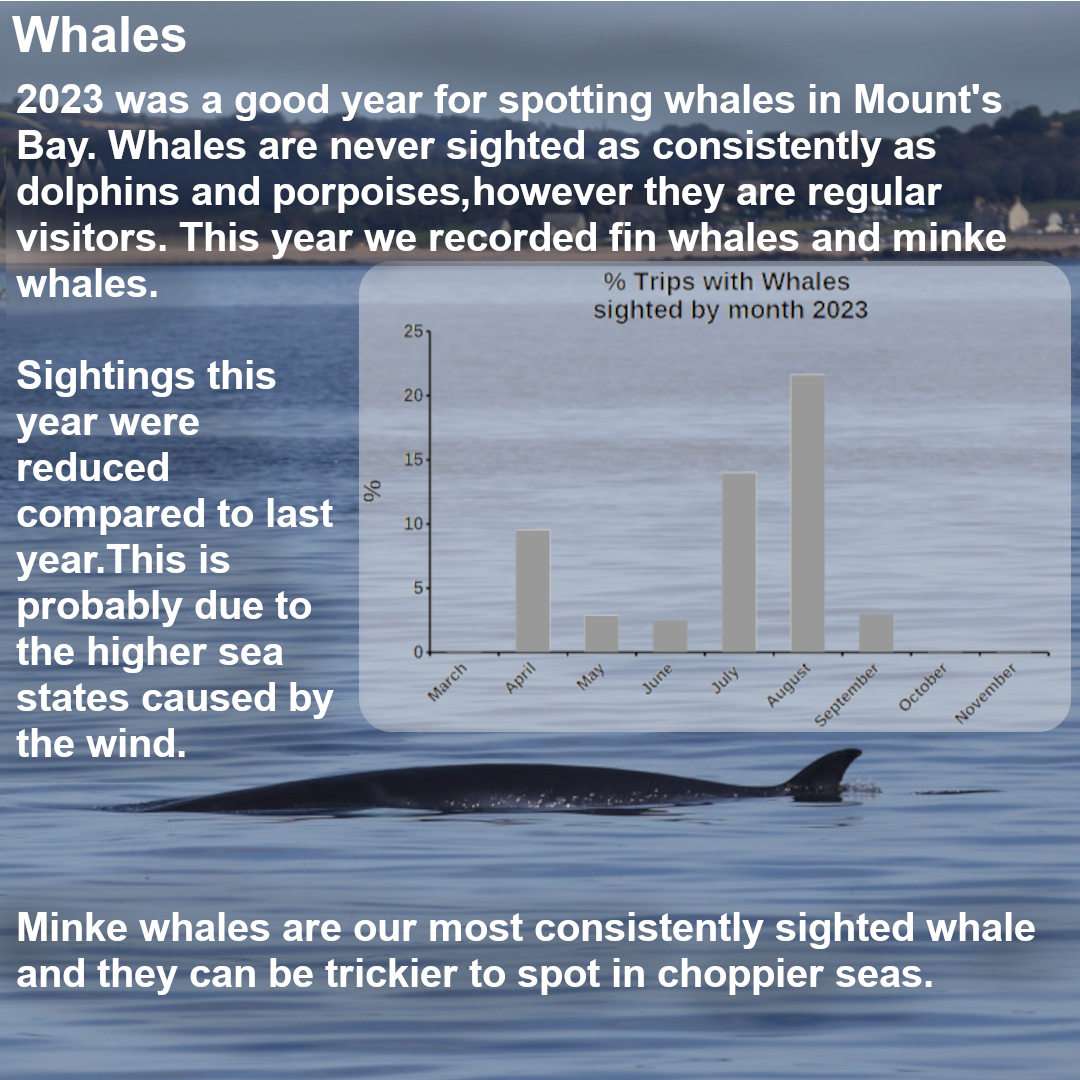 Whales are never sighted as consistently as dolphins and porpoises, however they are regular visitors to Mount?s Bay. This year we recorded fin whales and minke whales and as I type this, there are humpback whales off the west Cornish Coast. 2023 was a good year for whales although sightings were slightly fewer than last year. This is probably due to the higher sea states caused by the wind. Minke whales are our most consistently sighted whale and they can be trickier to spot in choppier seas. We had some fantastic fin whale sightings this year.