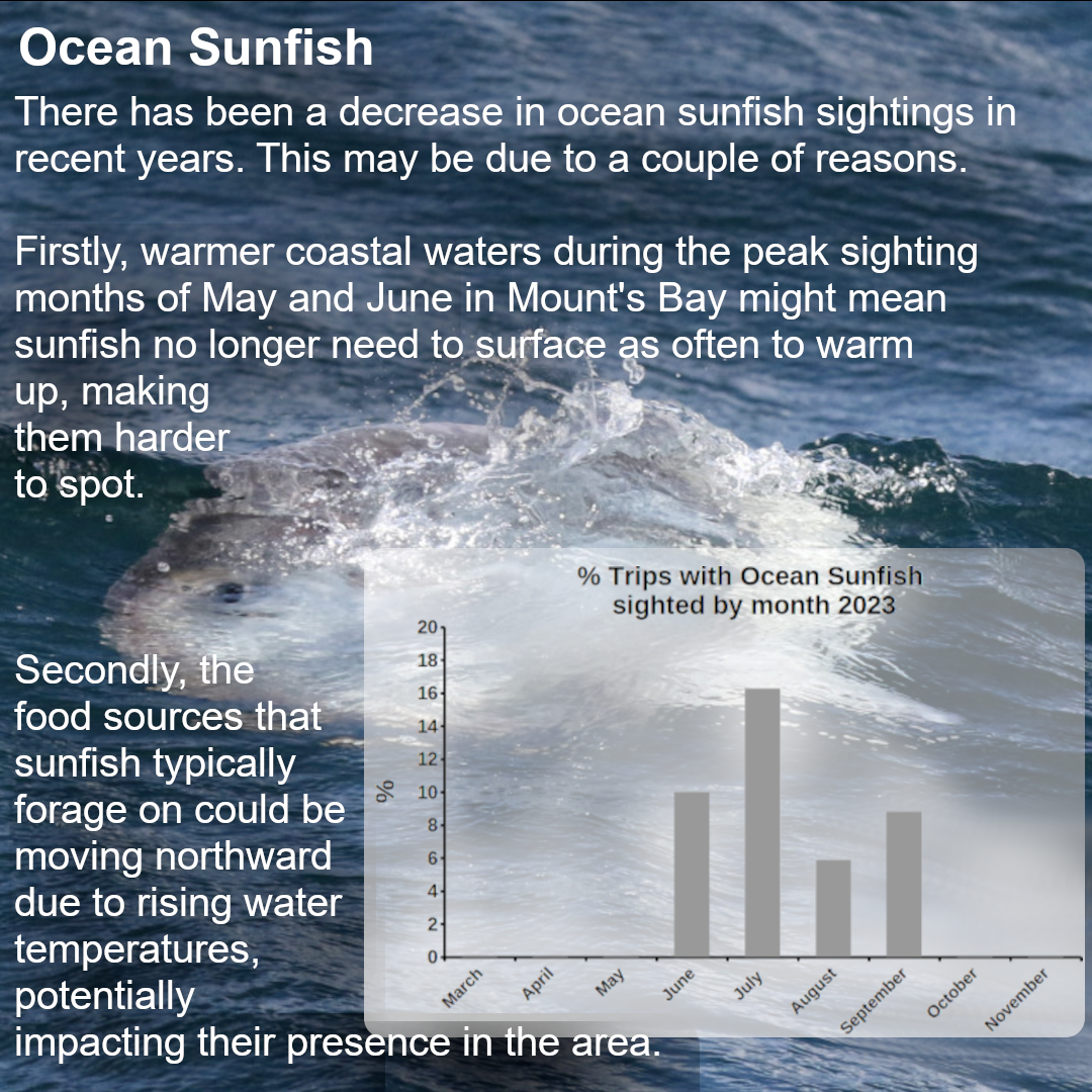 Ocean sunfish sightings have decreased in the last few years. We are not entirely sure why, however it could be down to a couple of factors that warrant further investigation. The coastal waters are increasingly warmer during May and June when sunfish sightings typically peaked in Mount?s Bay. Ocean Sunfish need to maintain their body temperature above 15 degrees Celsius. In the past the water in these months would have been slightly colder and the sunfish would need to bask at the surface in order to warm up. Sunfish basking at the surface are easy to detect compared to ones swimming under the surface. Sunfish travel north to exploit foraging opportunities. It is a common misconception that they feed only on jellyfish. However studies have shown that their diet is much more varied particularly for sunfish of the size we see. The most nutritious foraging opportunities might occur at the limit of the sunfish's thermal range. Warming waters may be pushing this boundary further north in the summer. Both these factors and ones we have not thought of could account for lower sightings of sunfish in the last few years.