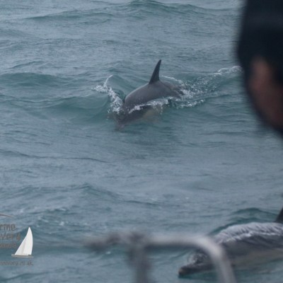 common dolphins