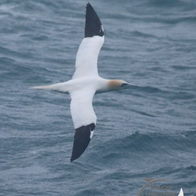 gannet